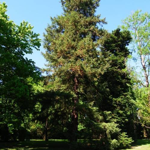 dense, pyramidal tree with dark green, glossy leaves and brown trunk