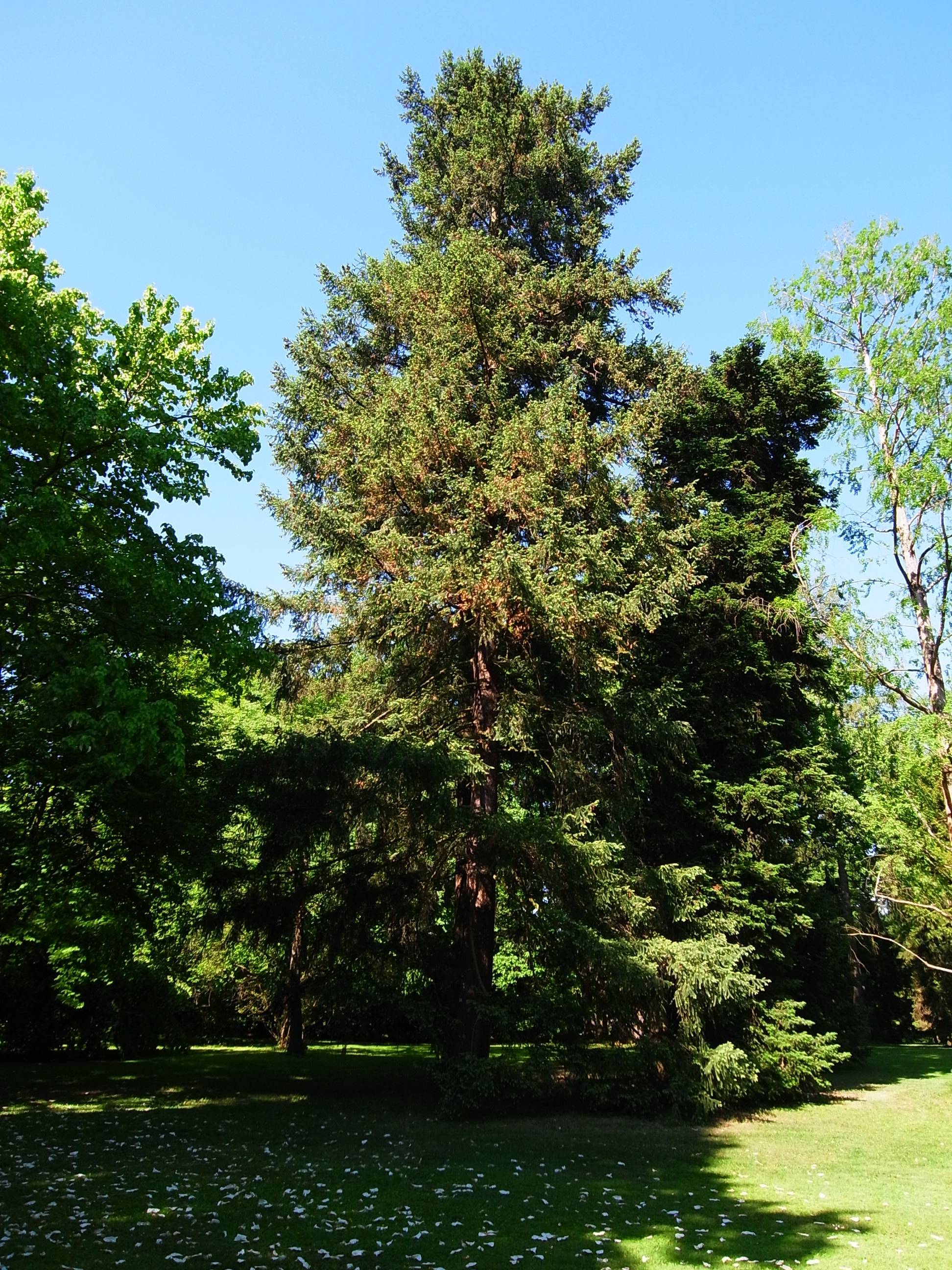 dense, pyramidal tree with dark green, glossy leaves and brown trunk 
