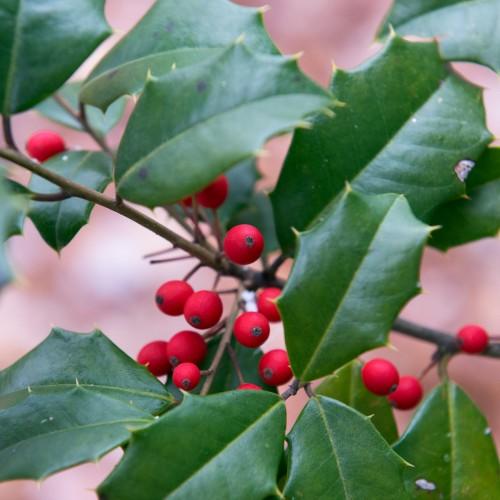 Red fruit with brown stem, green leaves, yellow blades, yellow midrib and veins.
