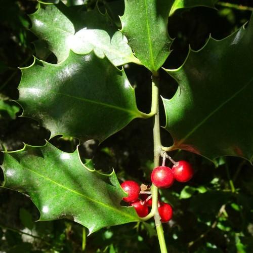 Red fruit with light-green stem, green leaves, yellow blades, yellow midrib and veins.