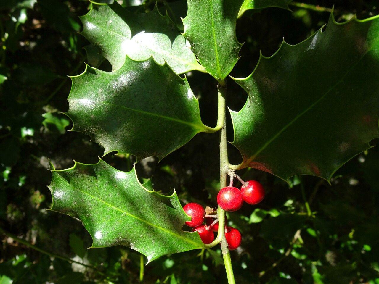 Red fruit with light-green stem, green leaves, yellow blades, yellow midrib and veins.