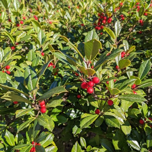 Red fruits with green leaves, brown stems and branches, yellow, midrib, veins and blades.