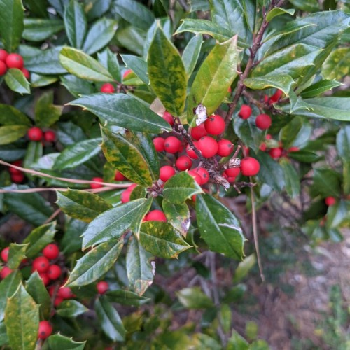 small, red berries, yellow-green, thorny-margined lanceolate leaves, and brown stems