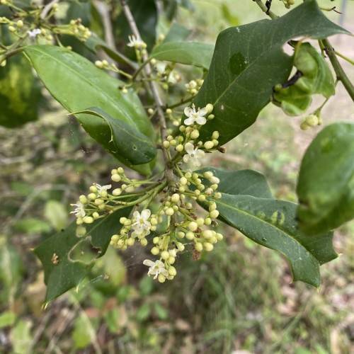 clusters of small, white flowers, green, oval-shaped leaves, and gray stems