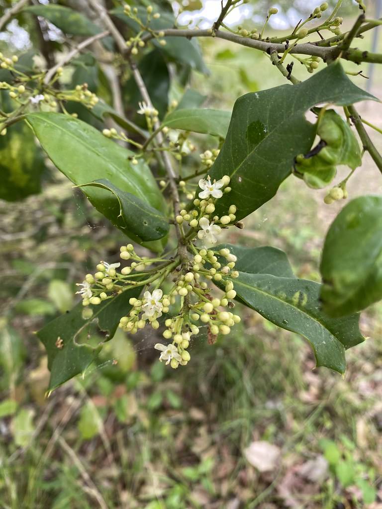 clusters of small, white flowers, green, oval-shaped leaves, and gray stems