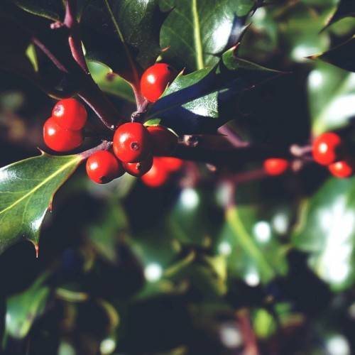 glossy, red berries along deep red-purple stems and green leaves with yellow midribs