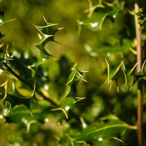 brown stem, dark green, glossy leaves with yellow spiny midribs
