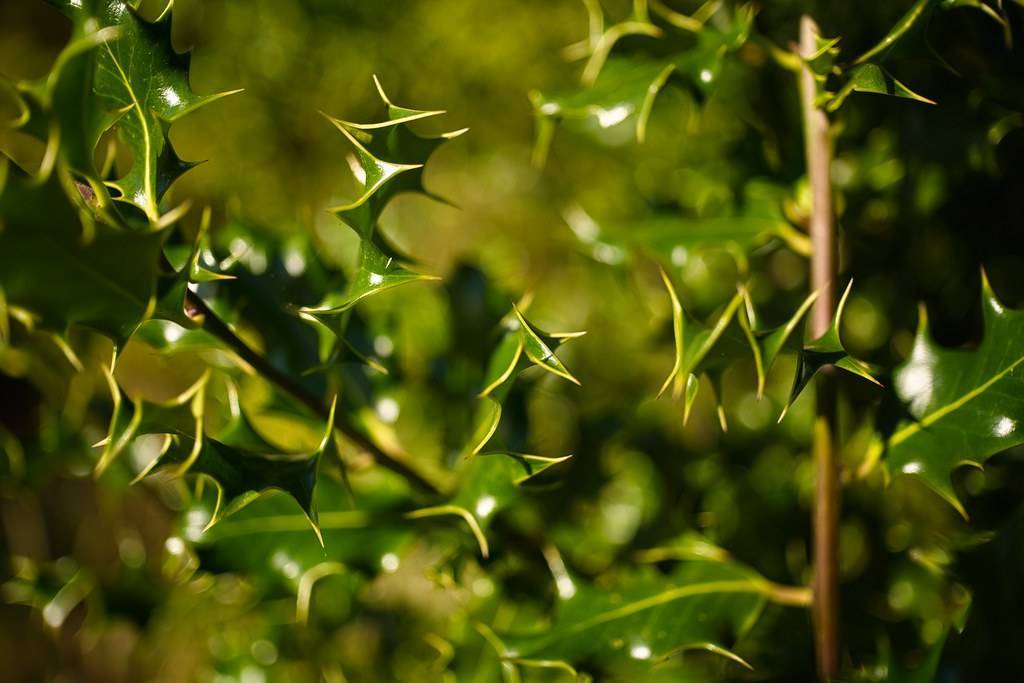 brown stem, dark green, glossy leaves with yellow spiny midribs
