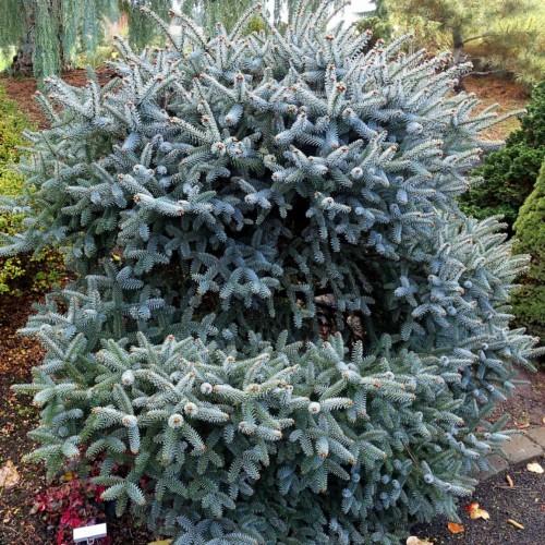 aqua-green shrub