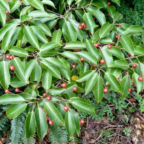 elliptic, green, smooth leaves with red berries and reddish-brown stems