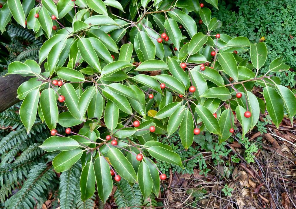 elliptic, green, smooth leaves with red berries and reddish-brown stems
