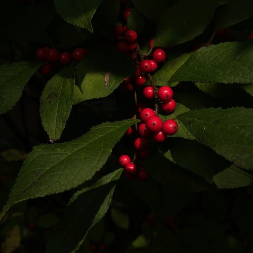 Red fruit with dark-brown stems and green leaves.