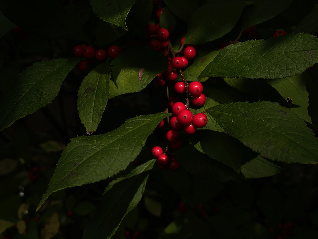clusters of glossy, wine-red berries with toothed green, elliptic leaves and brown stem
