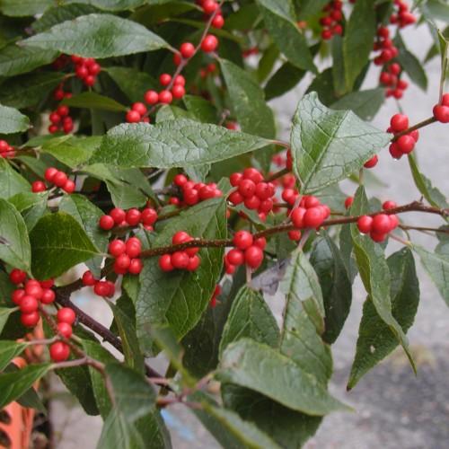 Red fruit with brown stem, green leaves, yellow blades, yellow midrib and veins.
