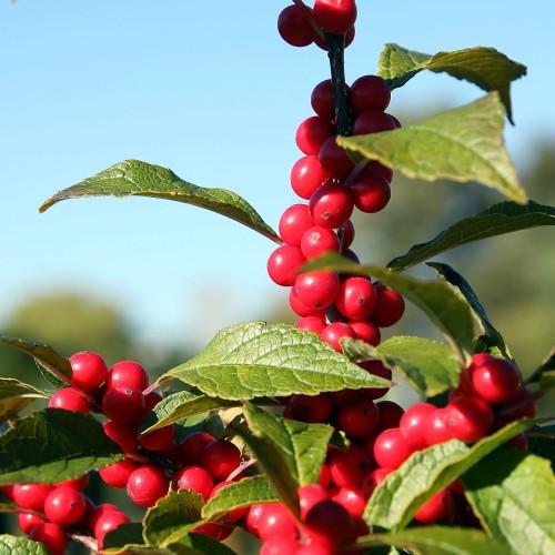 Red fruit with dark-green leaves,
