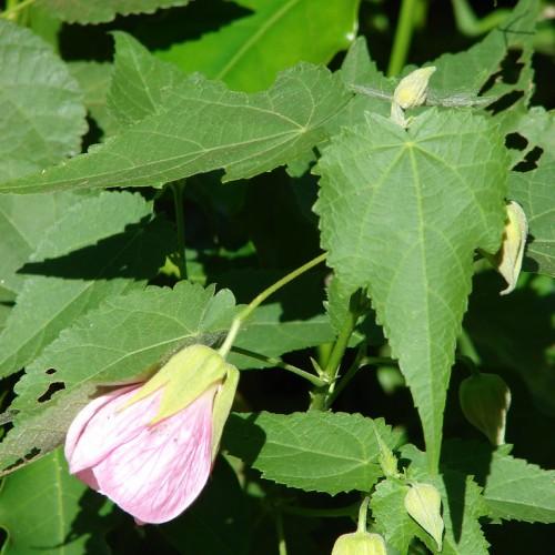 A bunch of Maple-shaped green leaves growing from green stems with a pink flower in the middle.
