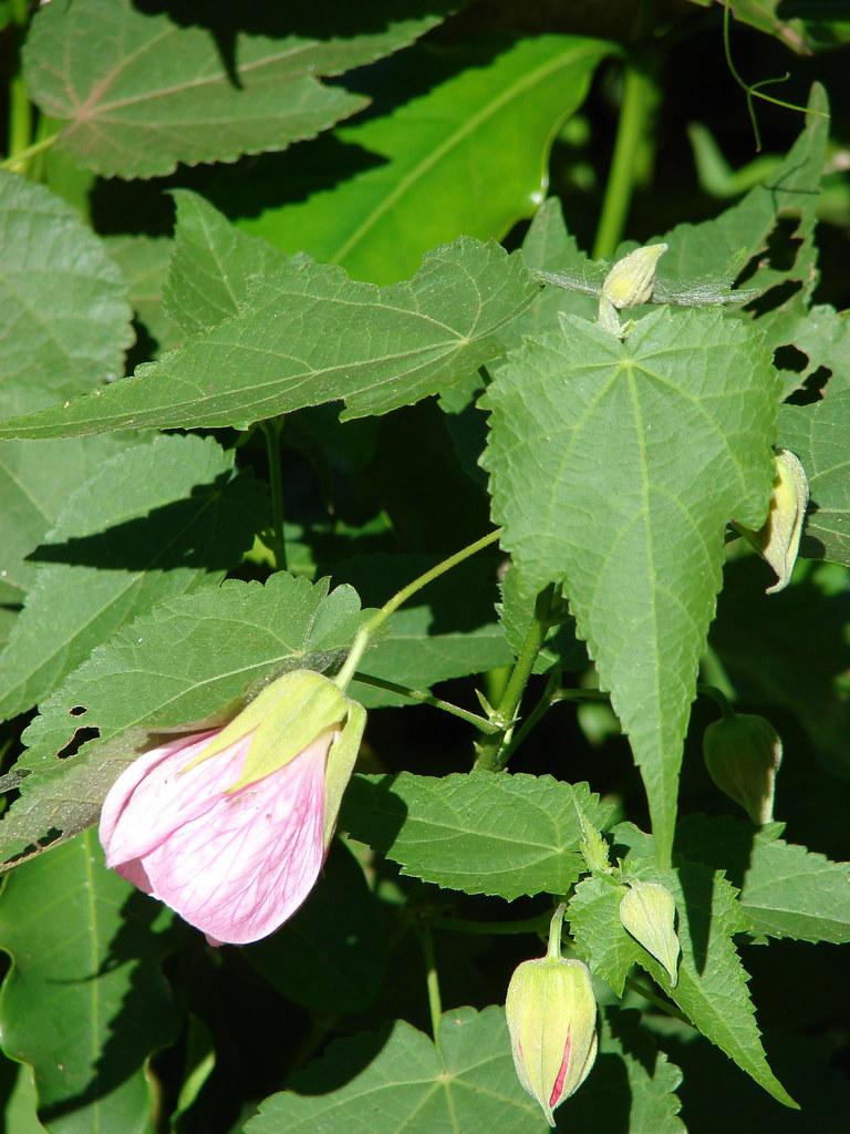 A bunch of Maple-shaped green leaves growing from green stems with a pink flower in the middle. 
