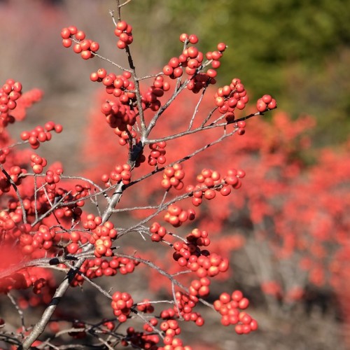 Red fruit with brown-gray stems.