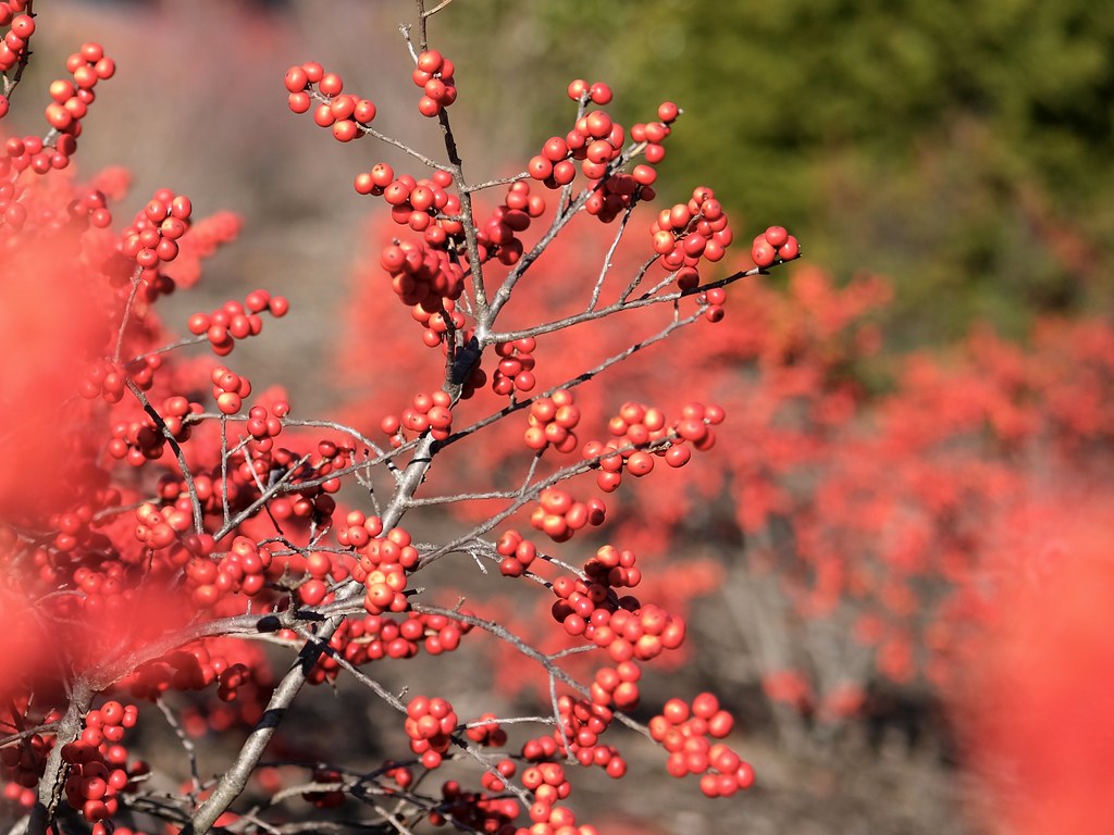 clusters of small, glossy, red berries, and woody gray stems
