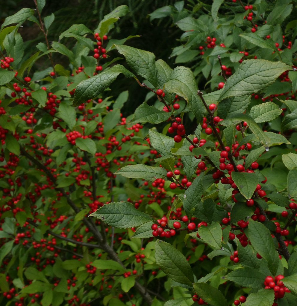 clusters of small, glossy, red berries, 
deep brown stem, and green, elliptic, toothed, leaves
