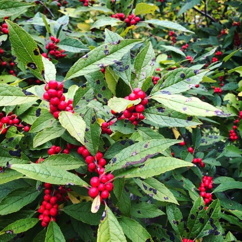 Red fruit with green leaves, beige-burgundy petiole, black stems, yellow midrib and veins.