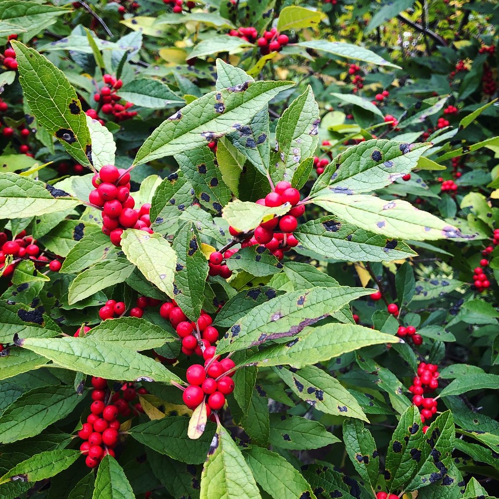 clusters of small, glossy, red berries along brown stems, and green, elliptic leaves with black tints