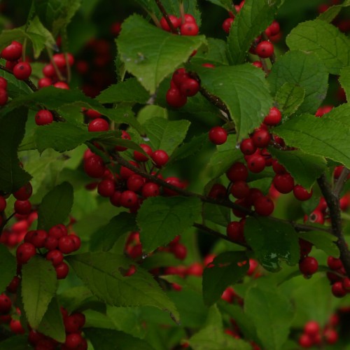 Red fruit with green leaves and dark-brown stem.