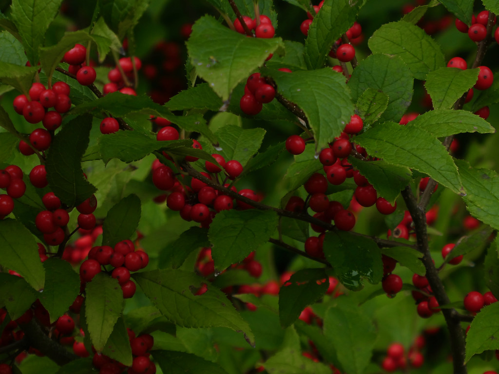 clusters of glossy, wine-red berries with toothed, green, elliptic leaves, and brown stems

