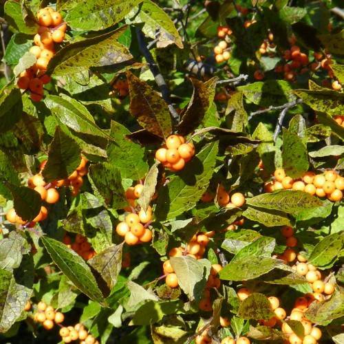 clusters of small, glossy, yellow-orange berries along brown stems, and green, elliptic leaves with brown markings