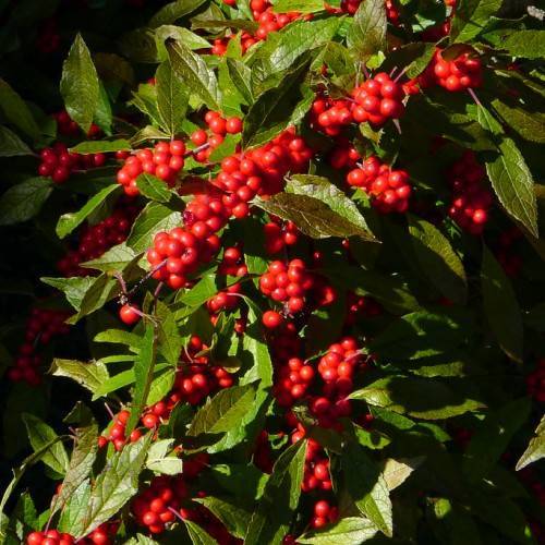 clusters of small, glossy, red berries along brown stems, and green, elliptic leaves
