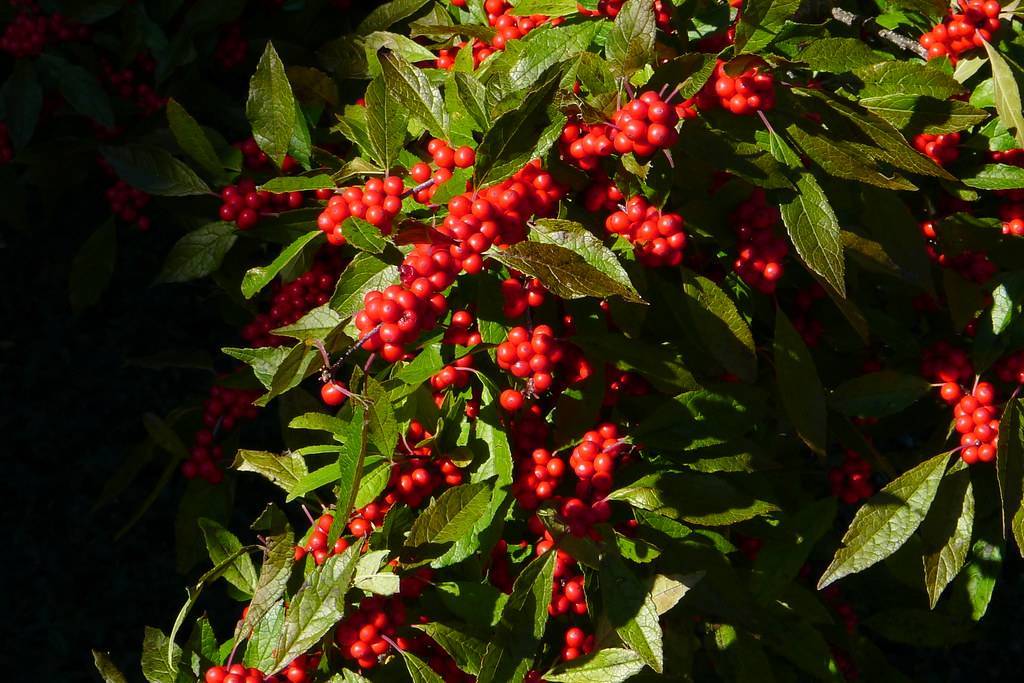 clusters of small, glossy, red berries along brown stems, and green, elliptic leaves 
