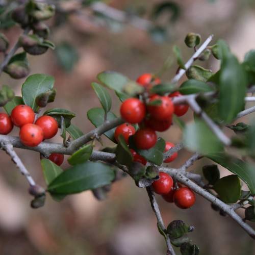 red berries along gray stems, and small, smooth, green leaves