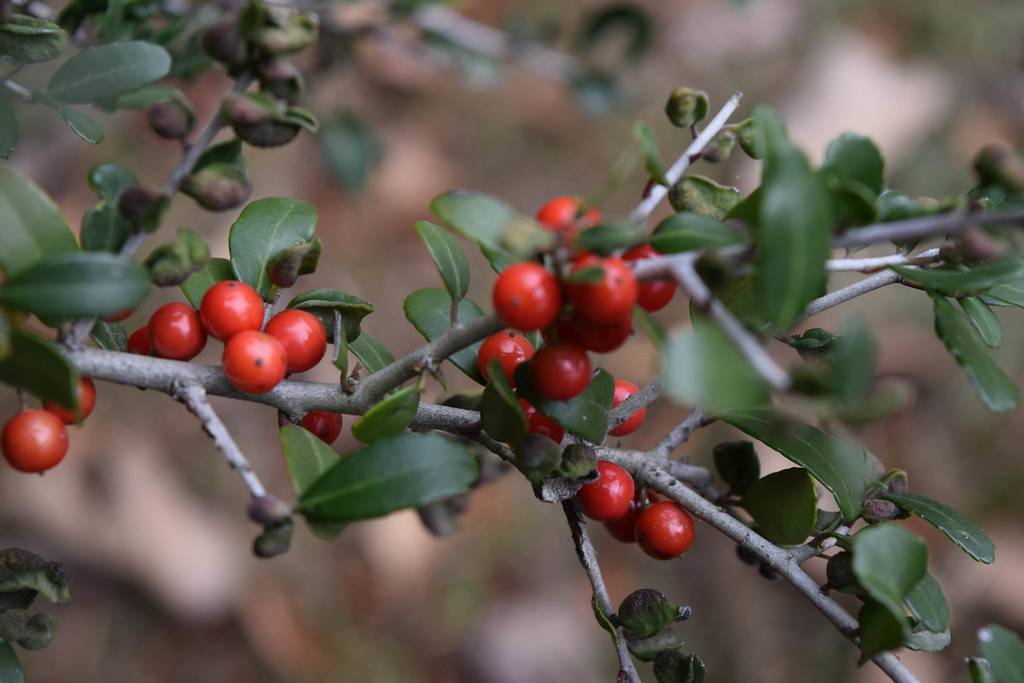 red berries along gray stems, and small, smooth, green leaves
