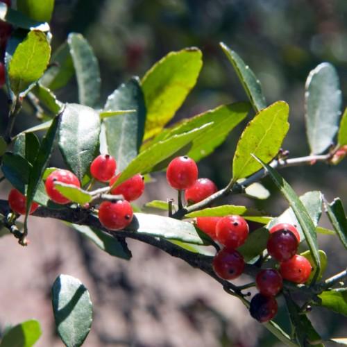 Red fruit with light-gray stem, green leaves, yellow blades, yellow midrib and veins.