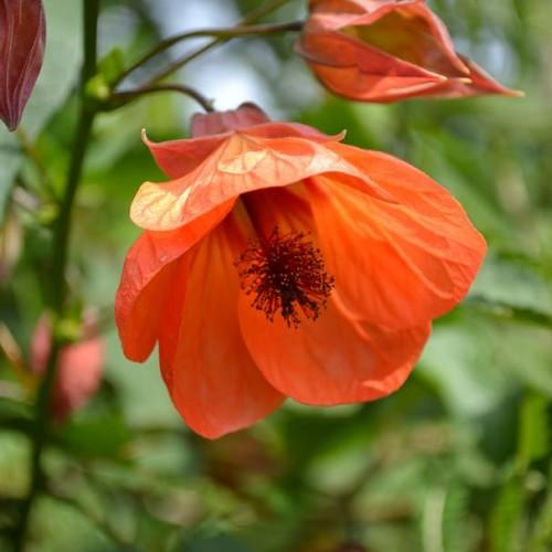 orange flowers with brown stigma and style, green leaves and brown stems