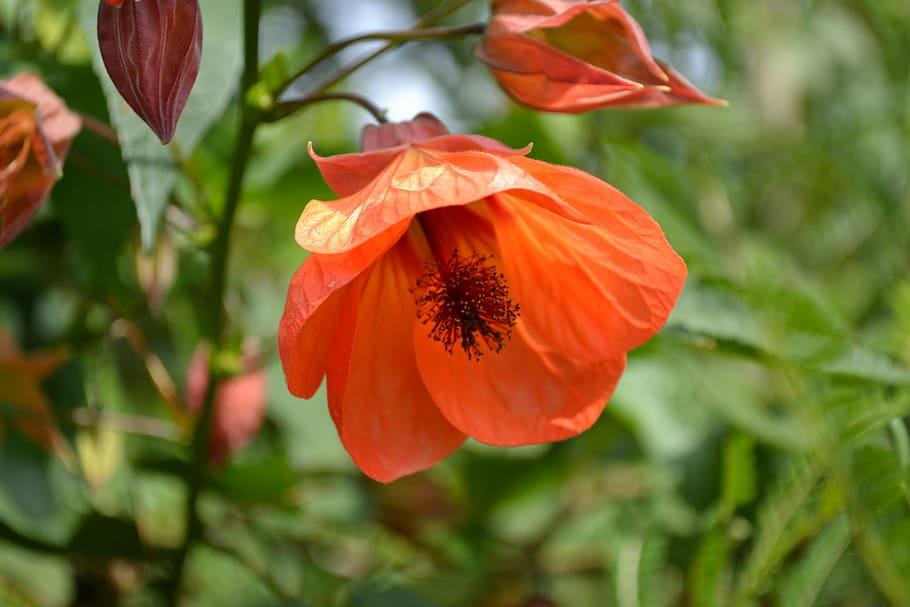 orange flowers with brown stigma and style, green leaves and brown stems