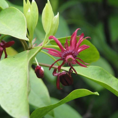 burgundy flower and buds with pink stamens, green stems, and green, smooth leaves
