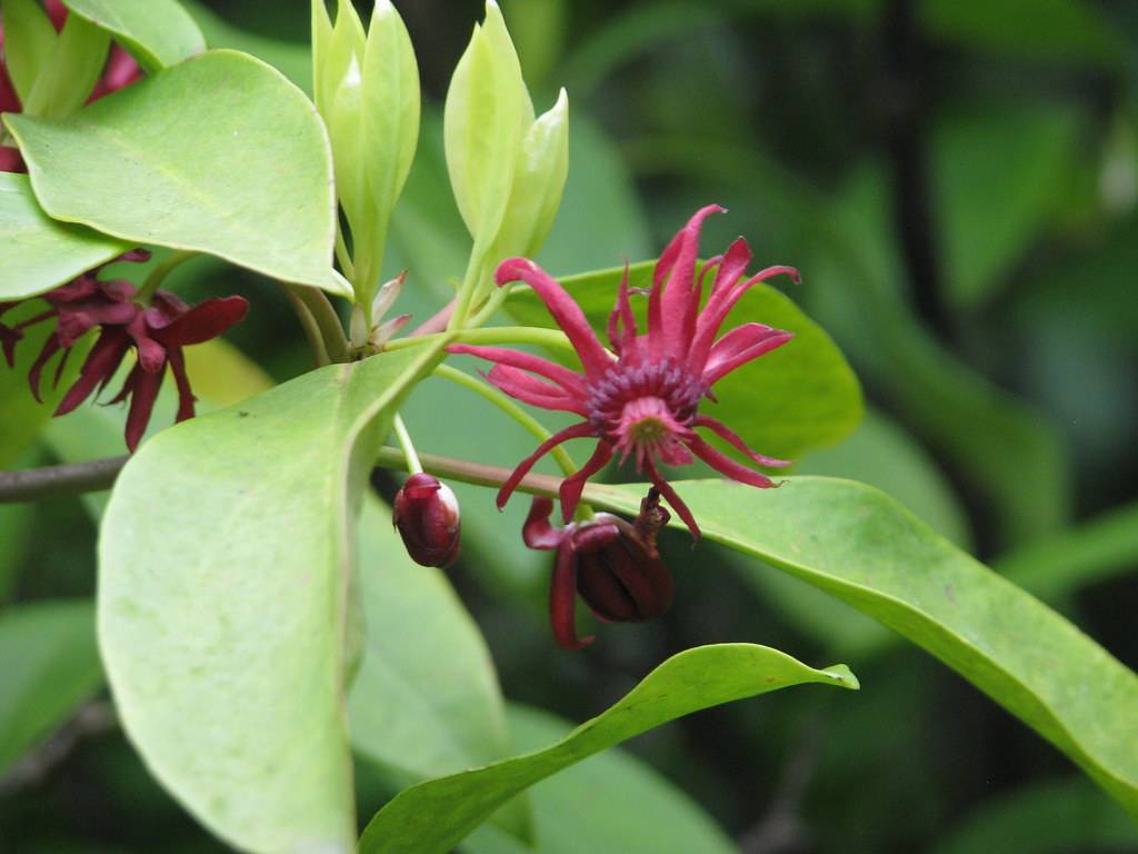 burgundy flower and buds with pink stamens, green stems, and green, smooth leaves

