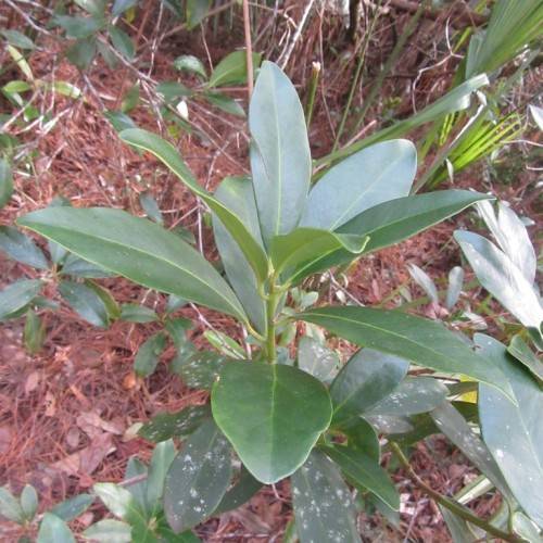 green, lanceolate leaves with smooth margins and green stems