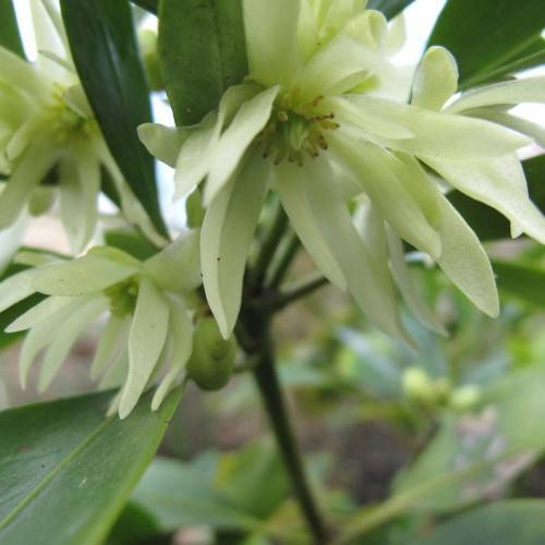 off-white flowers with lime-green stamens, dark green, lanceolate leaves, and dark green stems