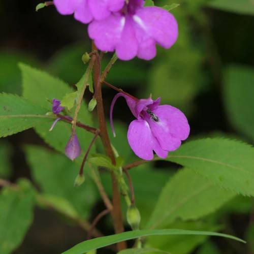 showy, purple, double flowers with reddish-green stems and green, toothed leaves