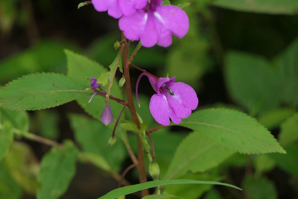 showy, purple, double flowers with reddish-green stems and green, toothed leaves