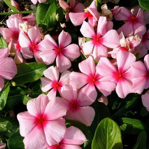 baby pink flowers with dark-pink center, and shiny, green, oval-shaped leaves