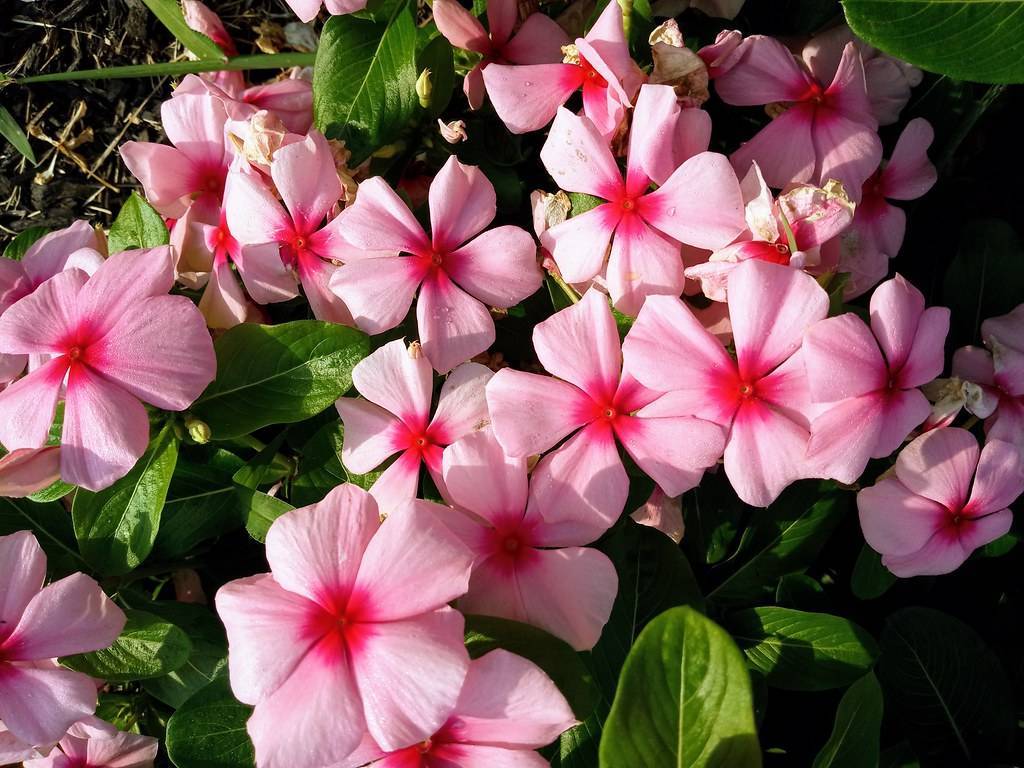 baby pink flowers with dark-pink center, and shiny, green, oval-shaped leaves
