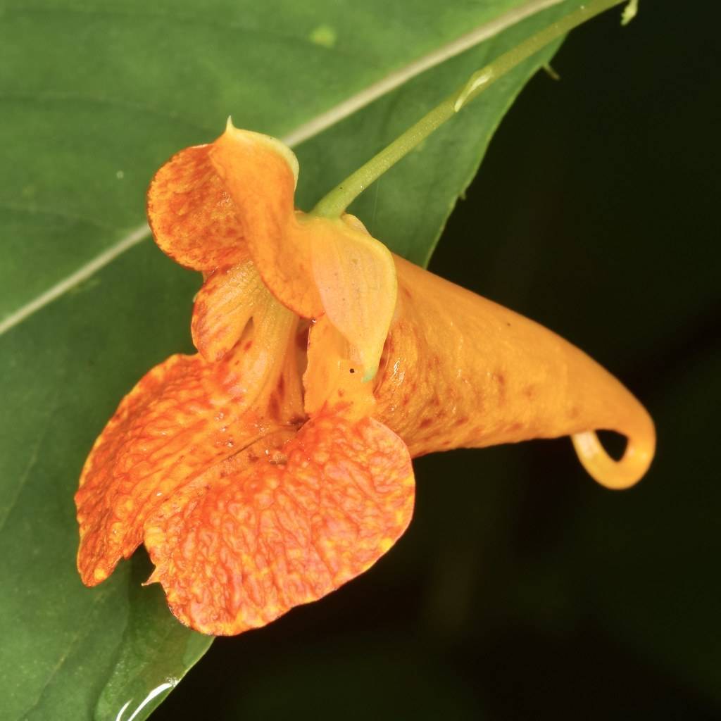 orange-colored, trumpet-like flower with dark orange tints, and green leaves with green stem