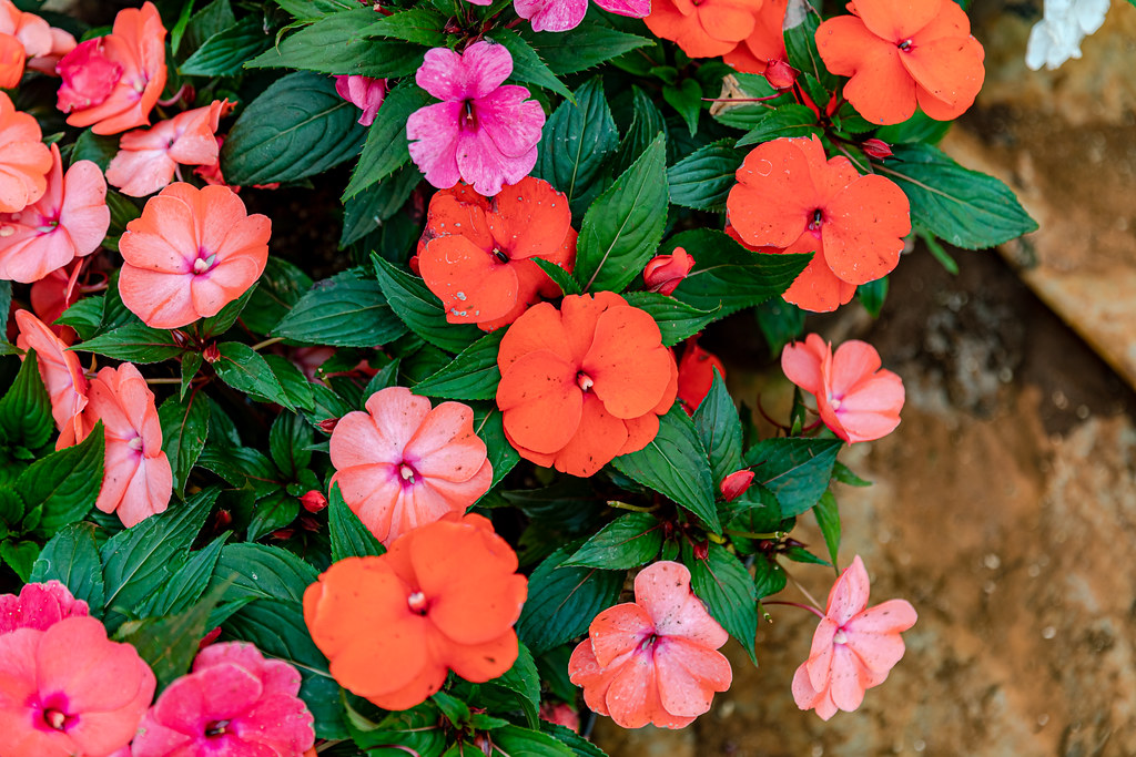 red-pink flowers and green, lanceolate leaves with prominent midribs
