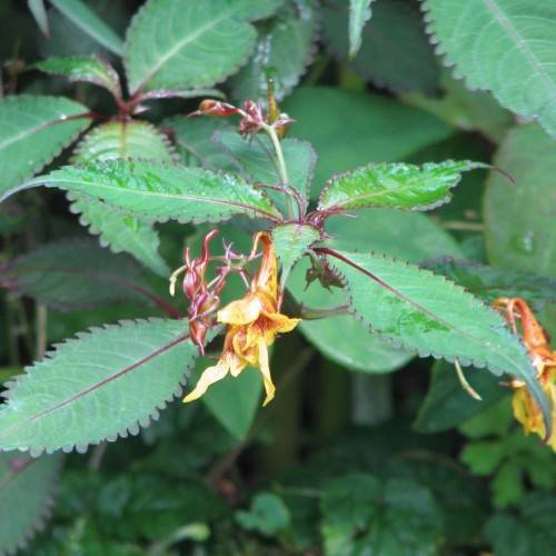 orange flowers, lobed, green, lanceolate leaves with deep red midribs, and red-green stems