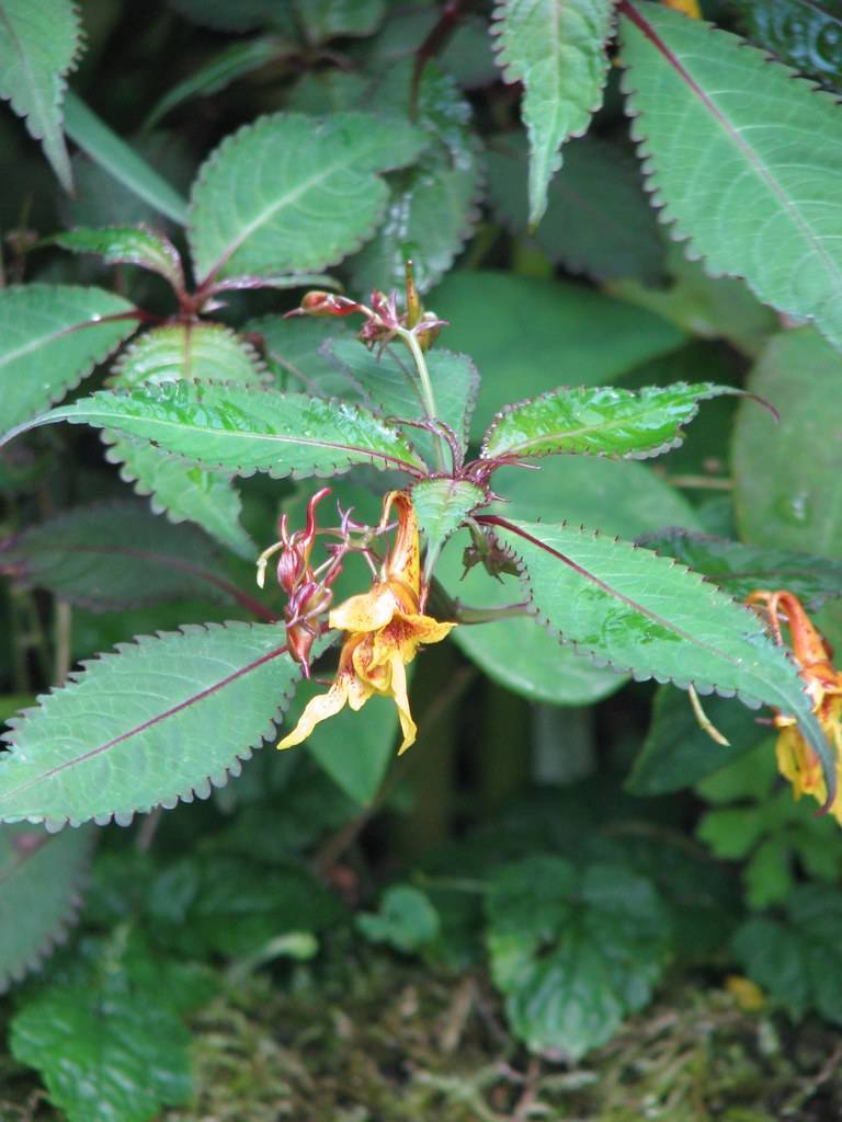 orange flowers, lobed, green, lanceolate leaves with deep red midribs, and red-green stems
