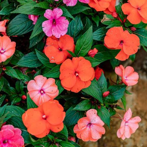red-pink flowers and green, lanceolate leaves with prominent midribs