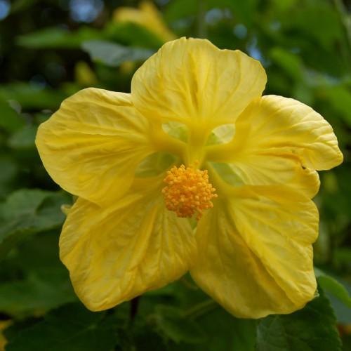 a yellow flower with a light-orange center and green leaves